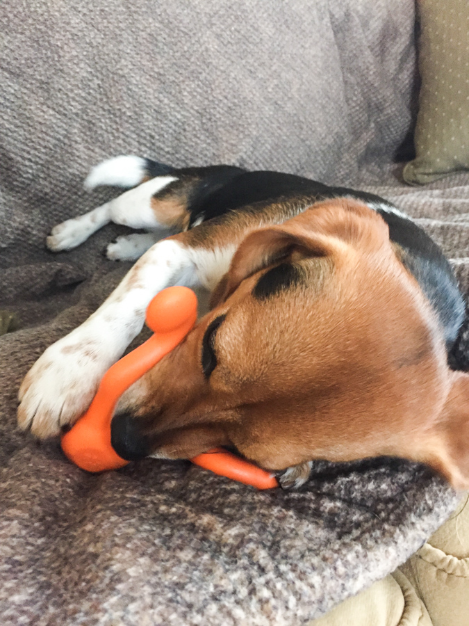 Treat Ball