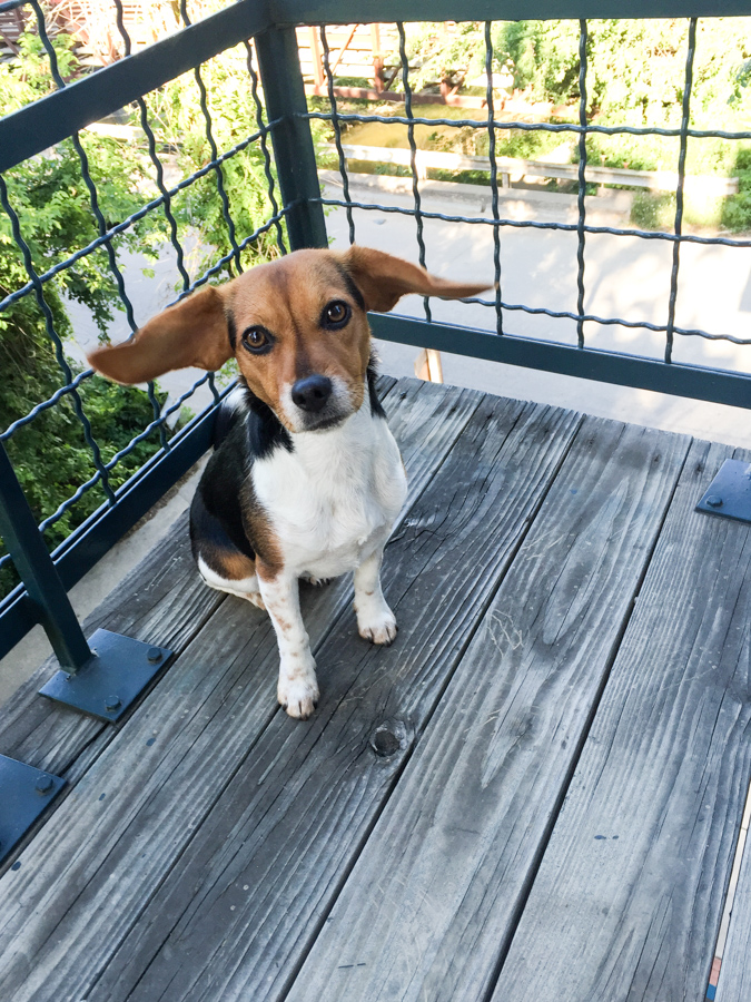 Flying Ears