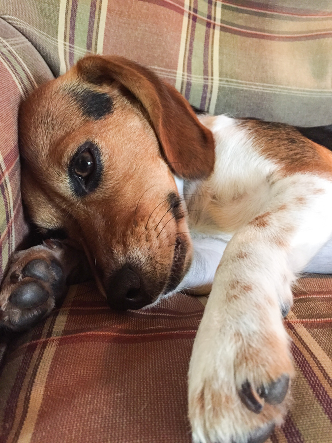 Relaxed Beagle