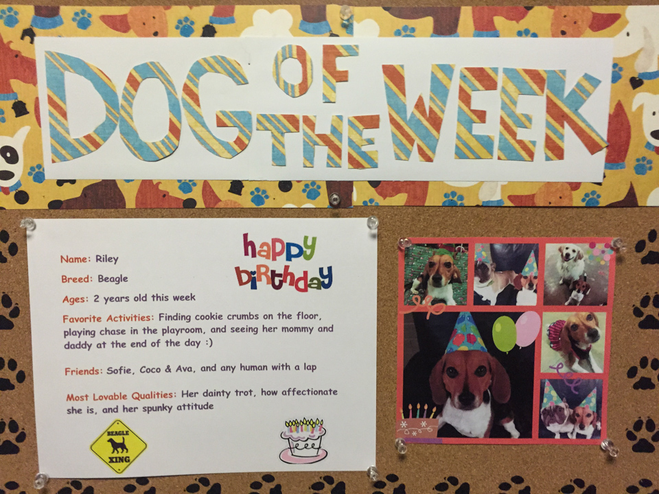 Dog of the Week
