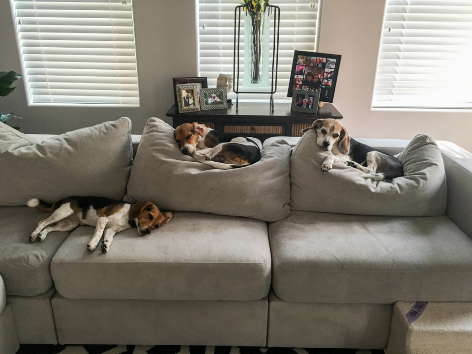 Pack of Beagles