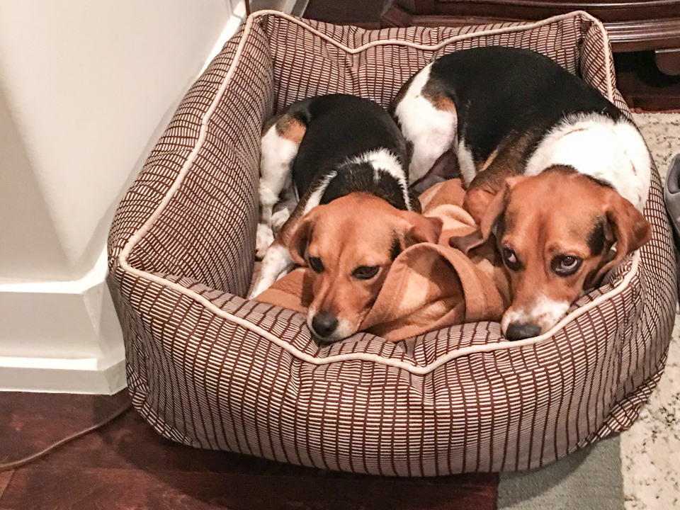 Bed of Beagles