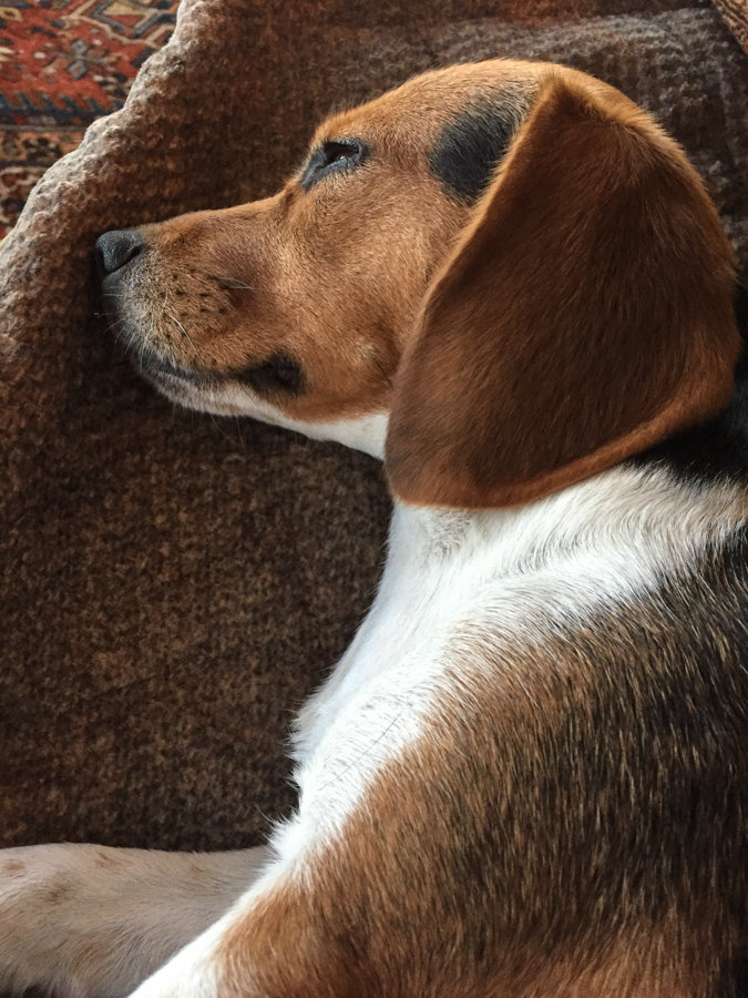 Pretty Pup