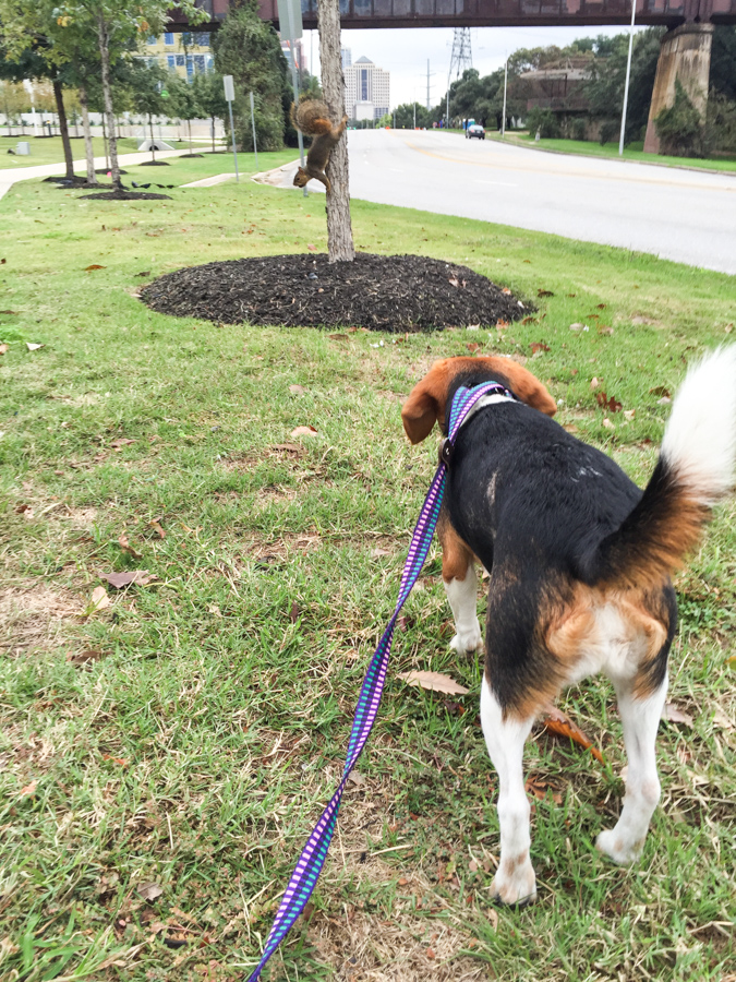 On the Hunt