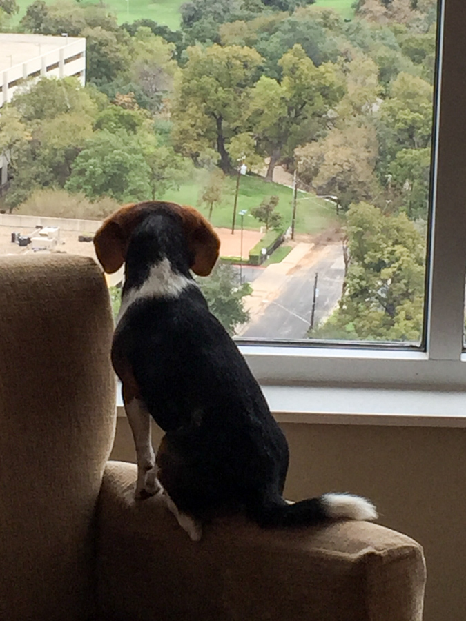 Watching from High