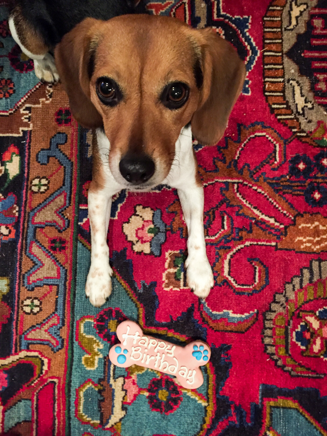 Birthday Cookie