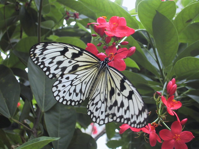 Butterfly at Callaway
