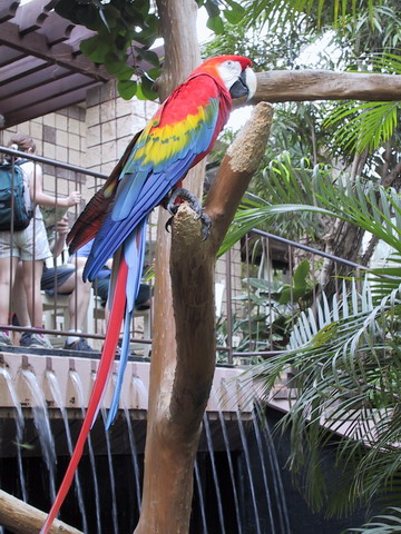 Parrot in Callaway