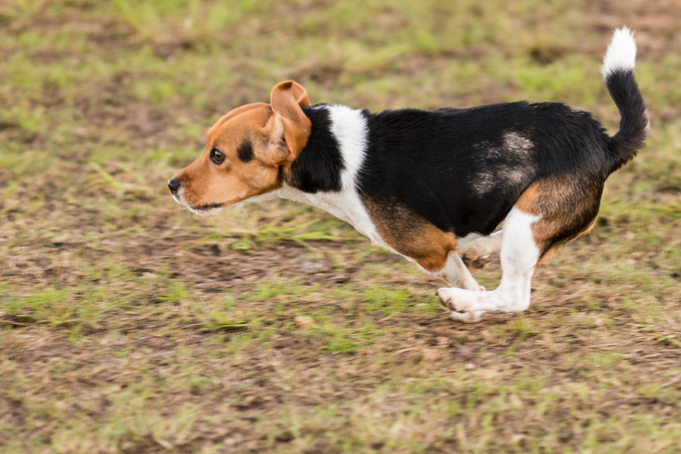 Rabbit Dog
