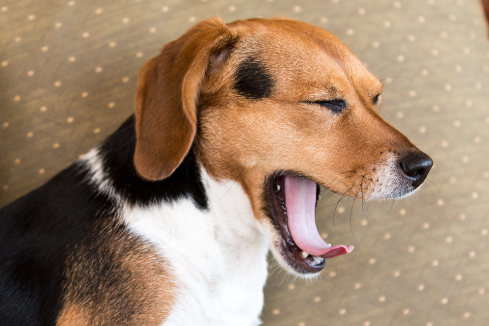 Yawn