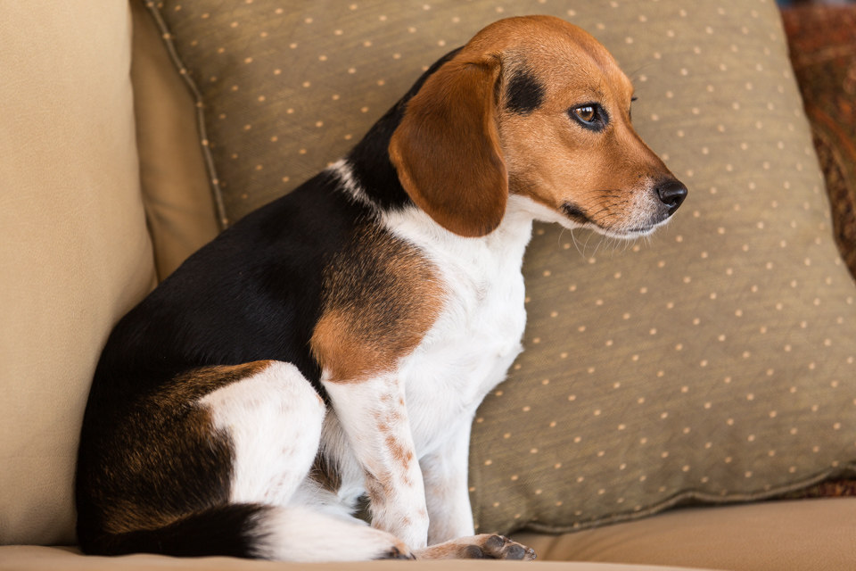 Little Beagle