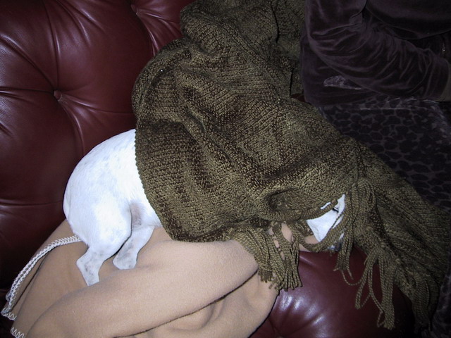 Sweetpea and Virginia Ann Napping