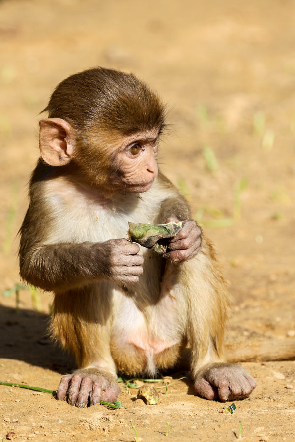 Little Monkey