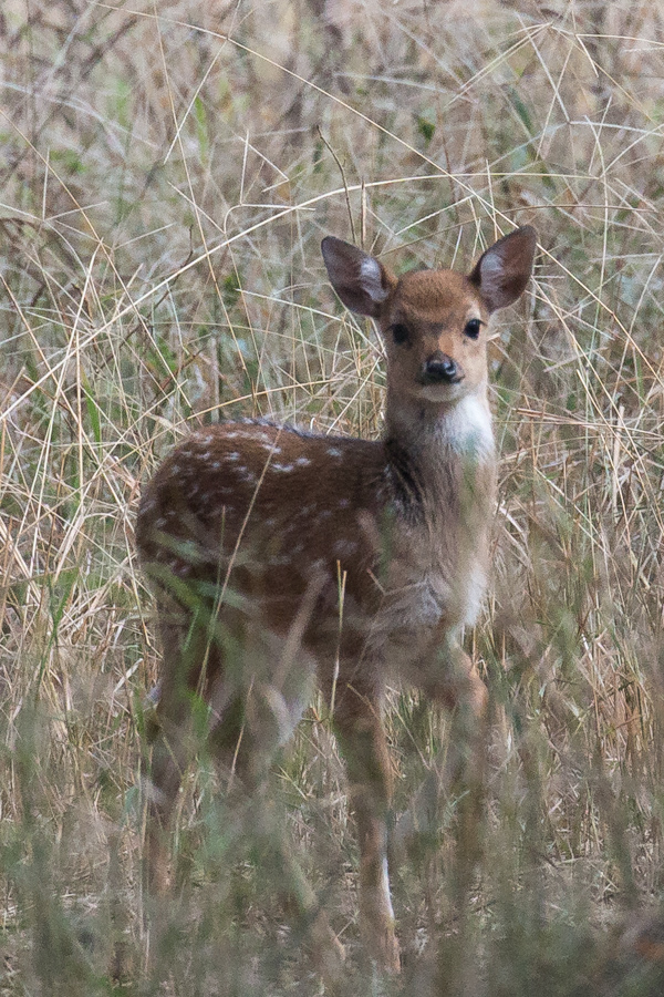 Bambi