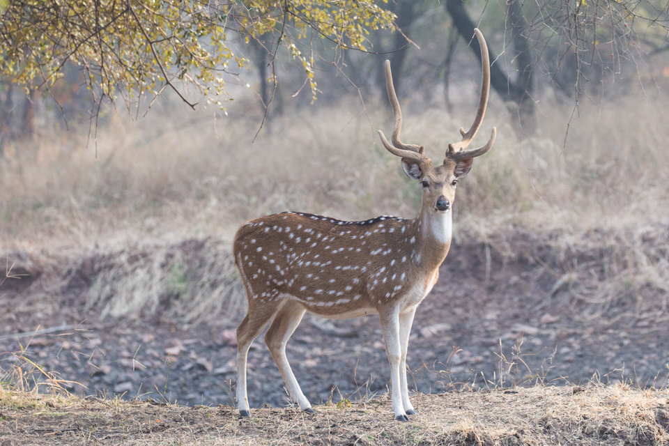Spotted Deer