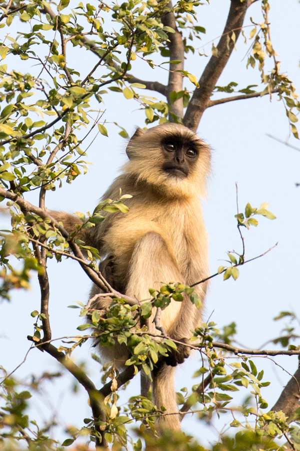 Gray Langur