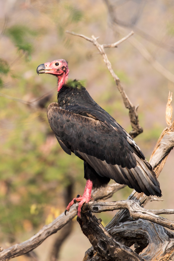 Red Headed Vulture