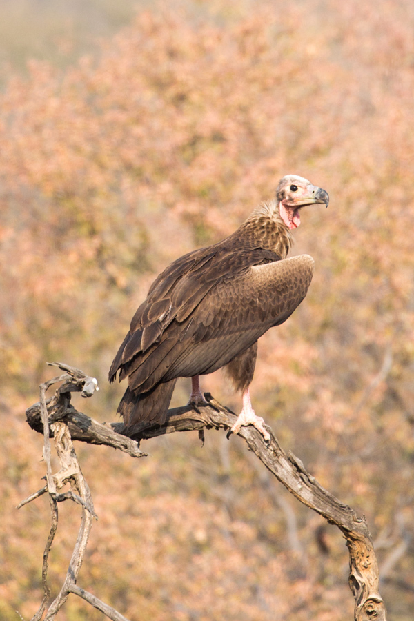Young Vulture