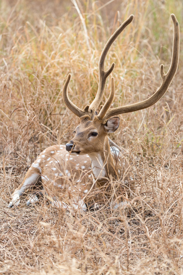 Nice Rack