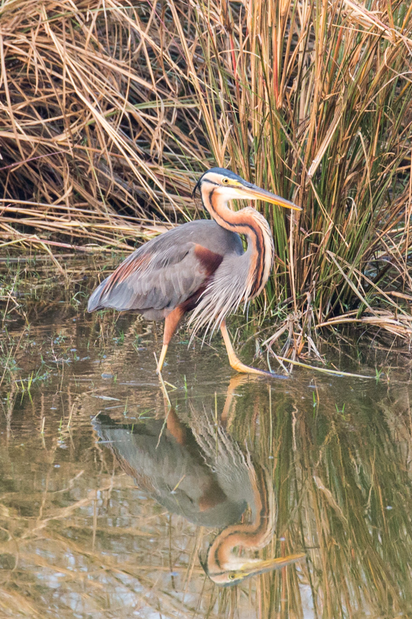 Purple Heron