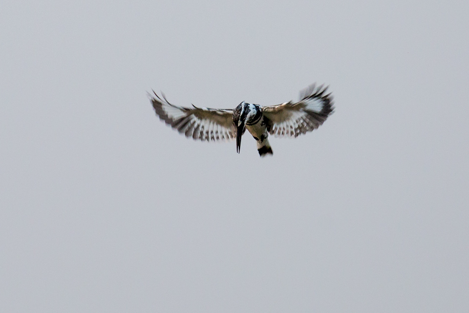 Pied Kingfisher