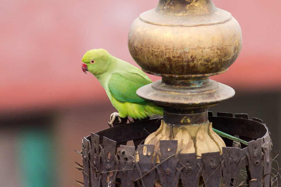 Green Bird