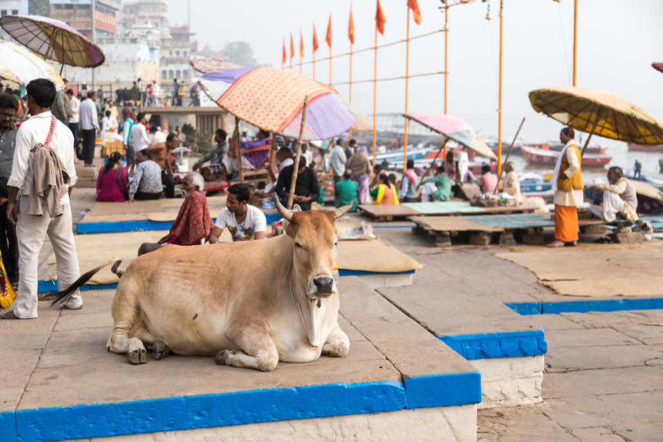 Sacred Cow