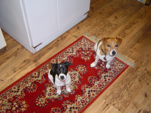 Bowden Jack Russells