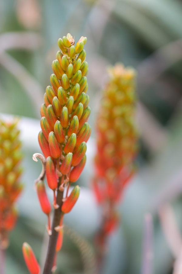 Florescence 