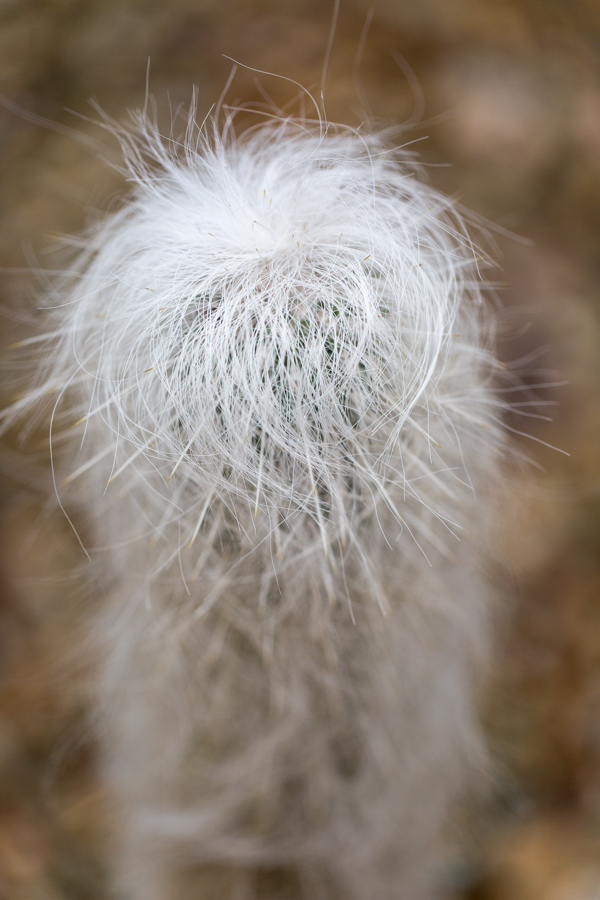 Nice Toupee