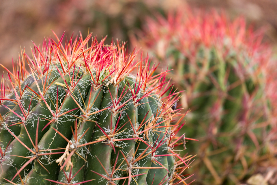 Red Spines