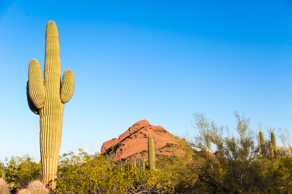 Saguaro 