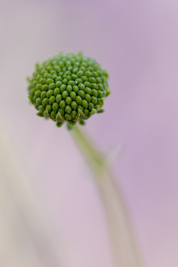 After the Flower