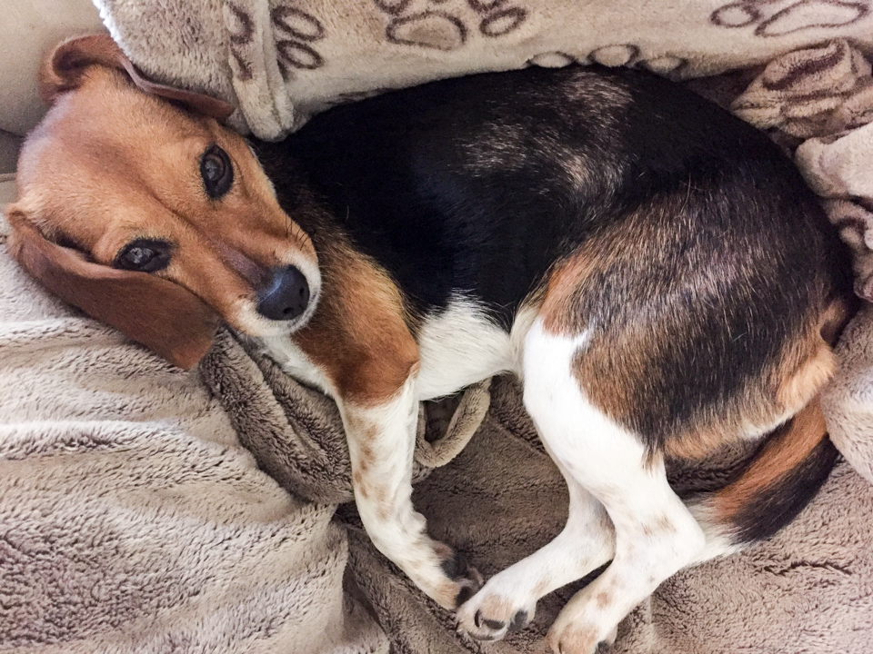 Cuddled Up