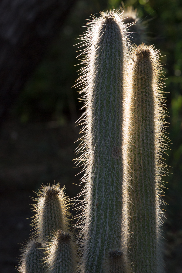 Silver Spines