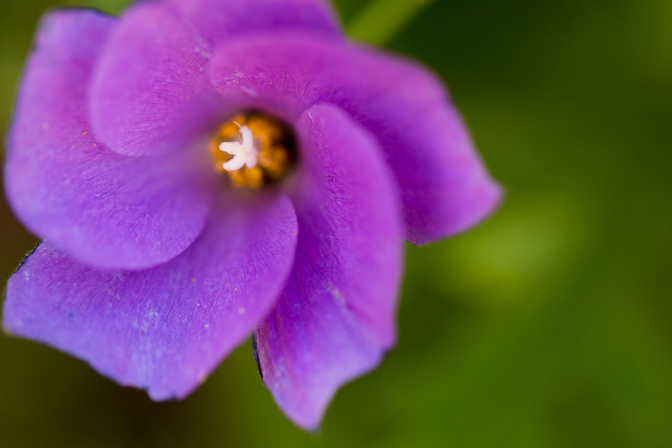 Pinwheel
