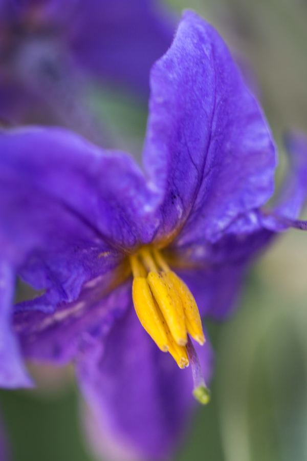 Yellow Center