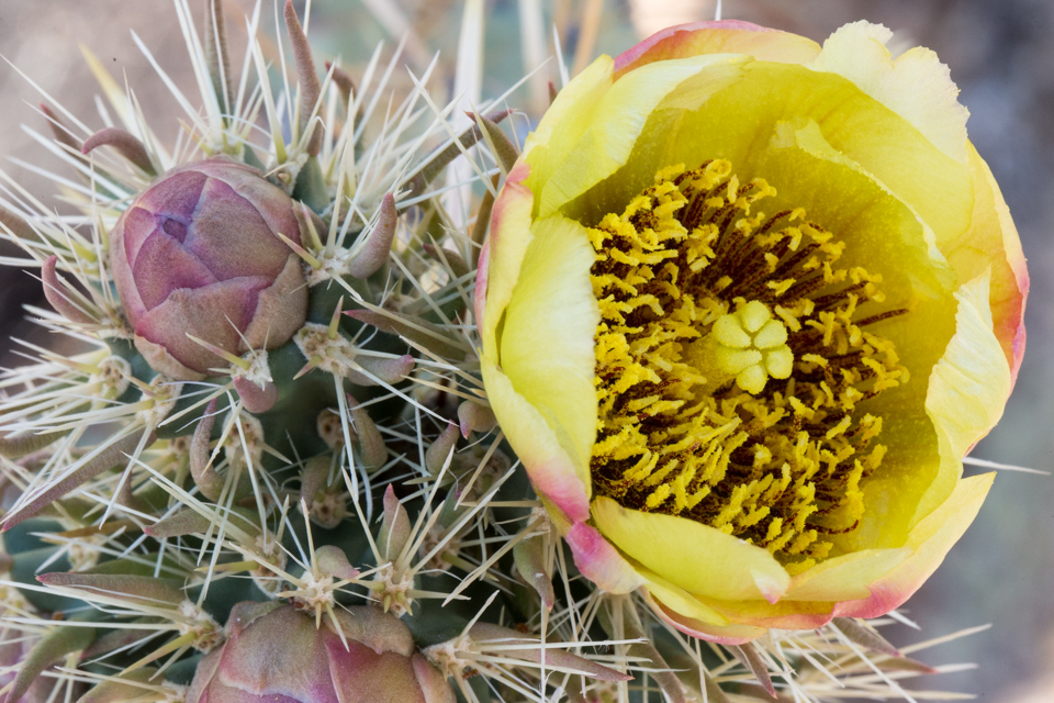 Cholla Flower