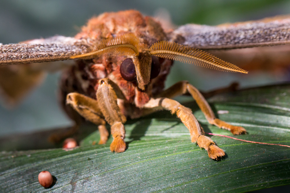 Moth