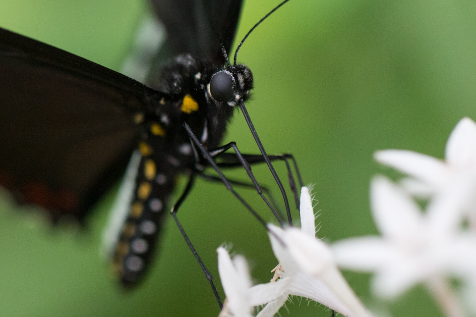 Black Beauty