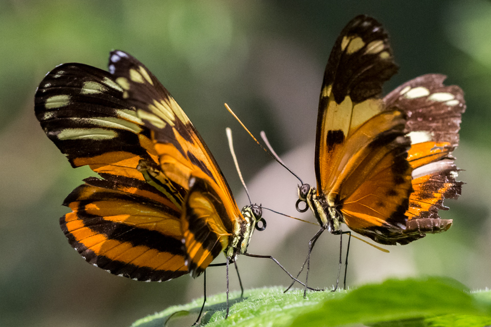 Courting