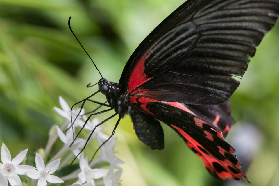 Red Beauty