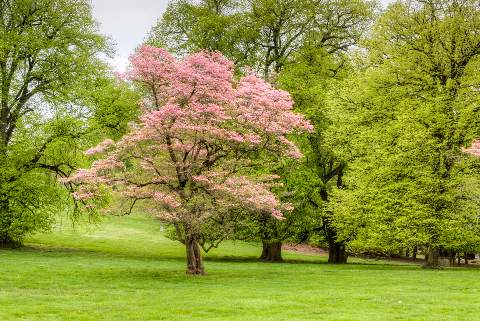 Dogwood