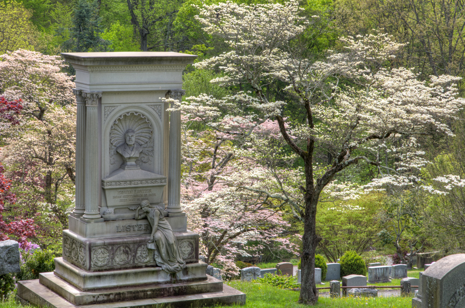 Under Dogwood