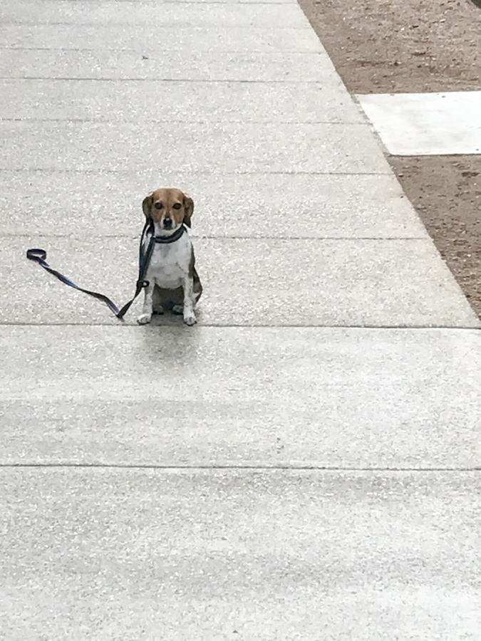 Patient Pup