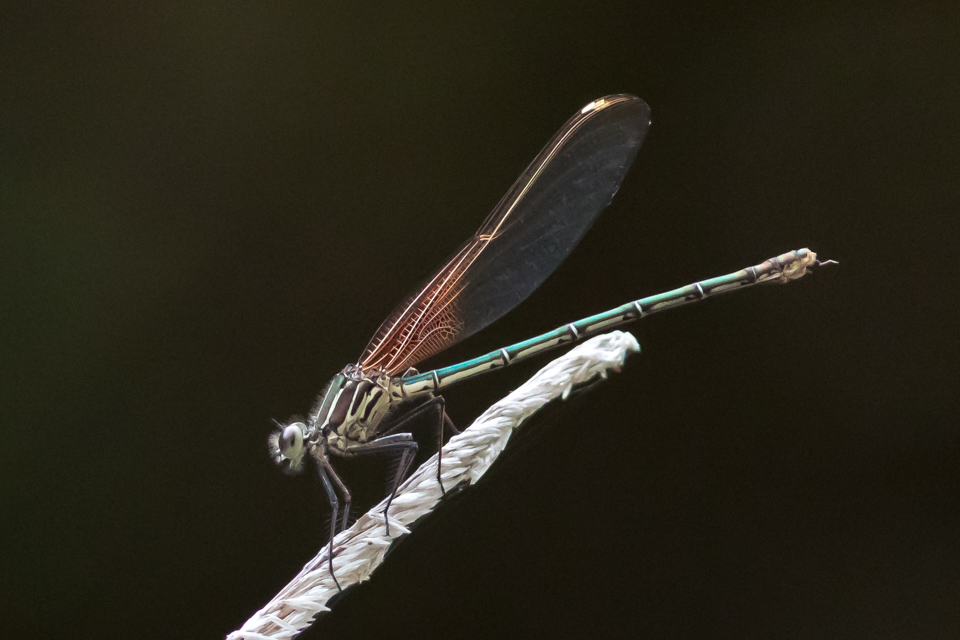 Dragonfly