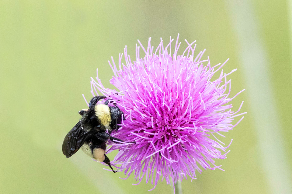 Bee and Thistle 