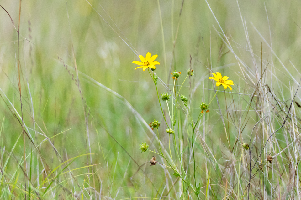 Yellow Flower in Fiend