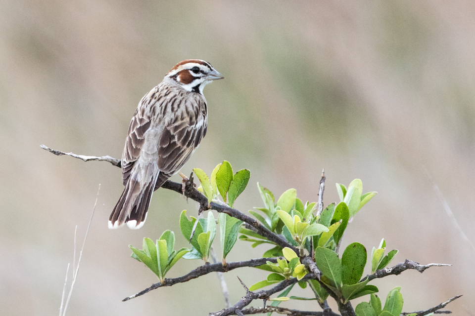 Brown Striped Bird