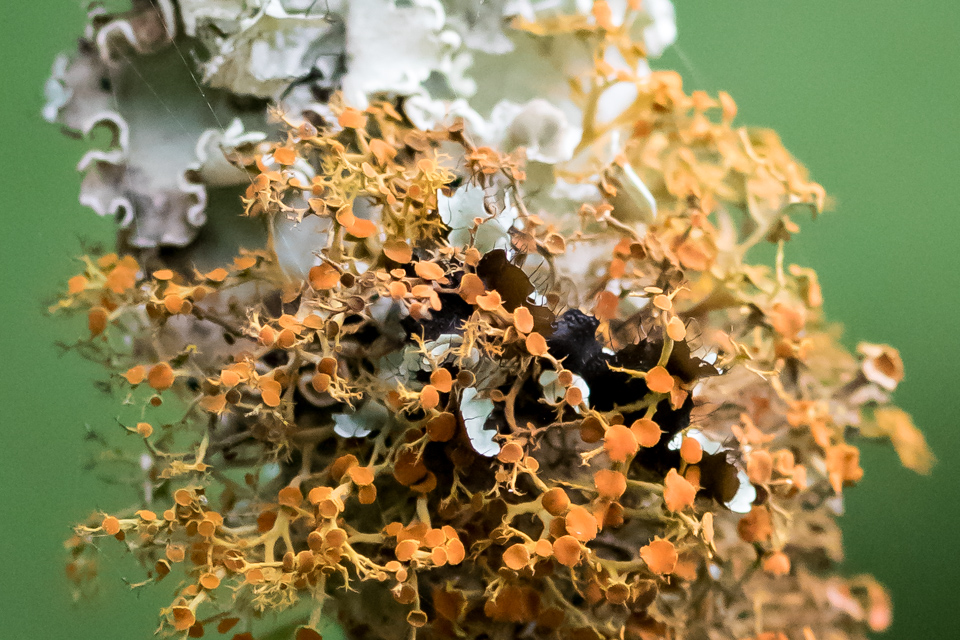 Tree Lichen 